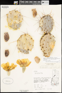 Opuntia engelmannii x phaeacantha image