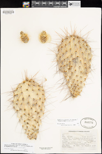 Opuntia polyacantha var. hystricina image