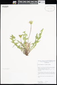 Taraxacum officinale image