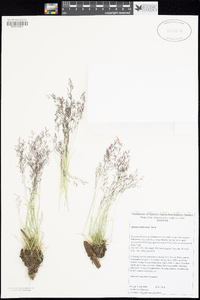 Agrostis idahoensis image