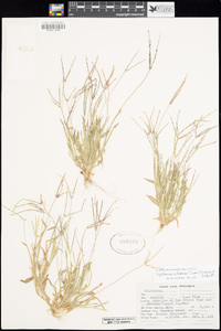 Digitaria ciliaris image