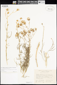 Senecio flaccidus image