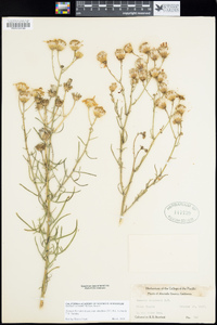 Senecio flaccidus var. douglasii image