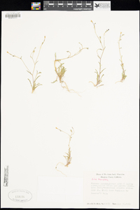 Gilia tenuiflora image