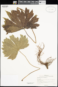 Image of Glaucidium palmatum