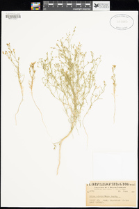 Ipomopsis minutiflora image