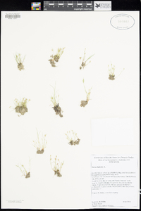 Juncus bufonius image