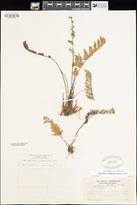 Myriopteris lindheimeri image