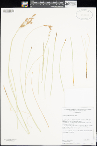 Fimbristylis thermalis image