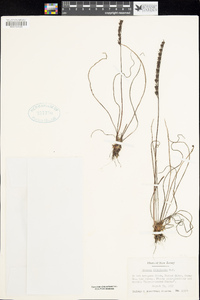 Drosera filiformis image