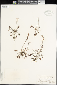 Drosera longifolia image