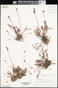 Drosera longifolia image