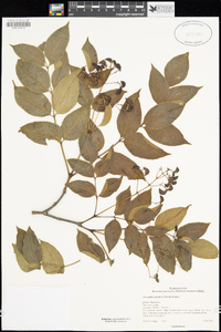 Staphylea japonica image