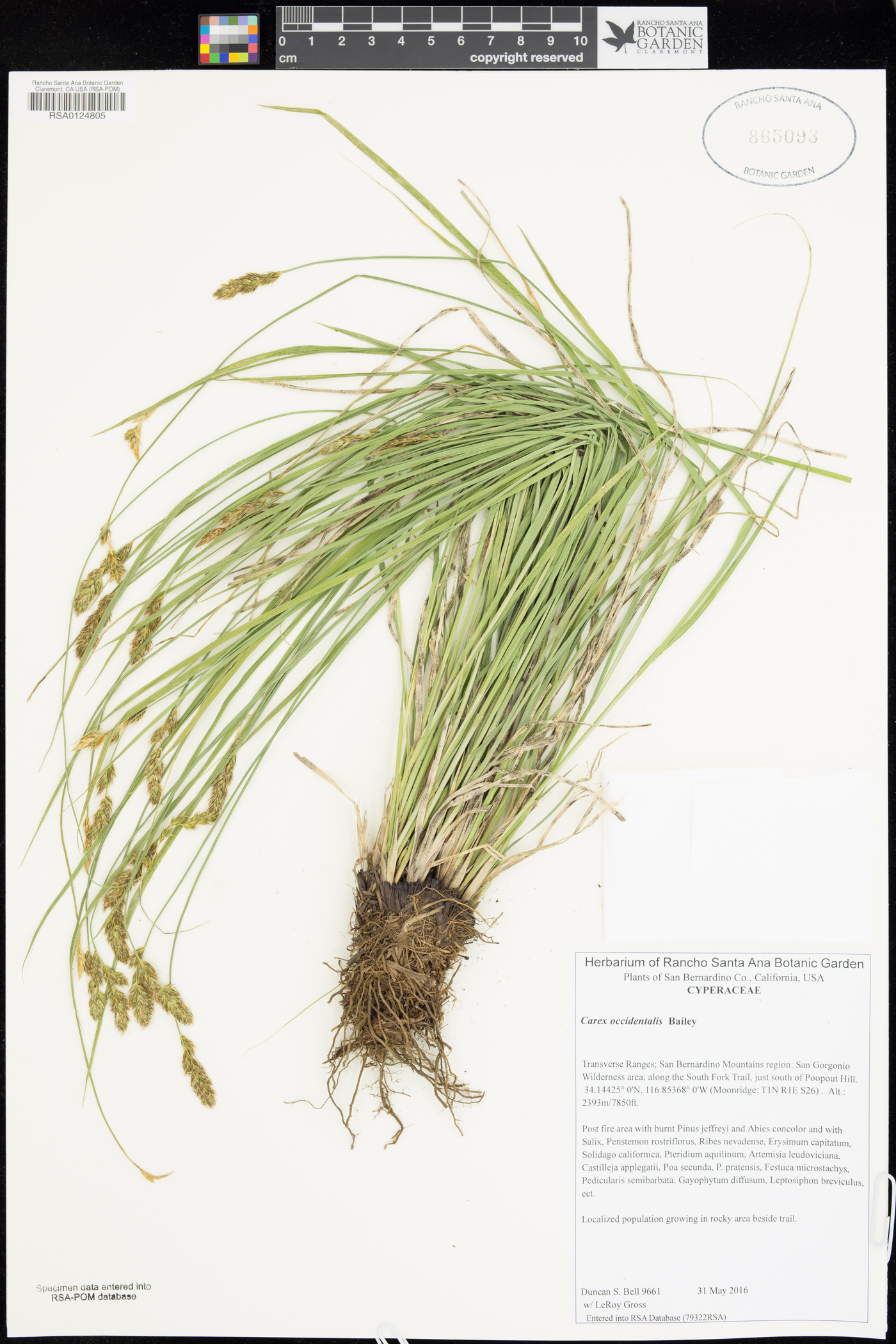 Carex occidentalis image