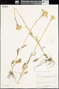 Senecio integerrimus var. major image