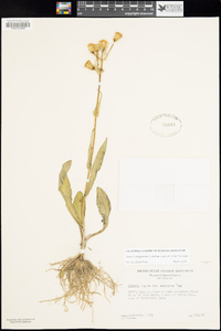 Senecio integerrimus var. exaltatus image