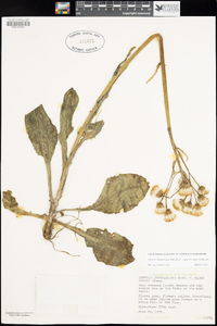 Senecio integerrimus image