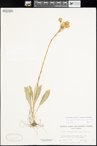 Senecio integerrimus image