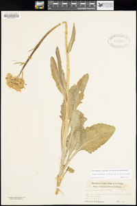 Senecio integerrimus image