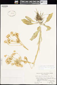 Senecio integerrimus image