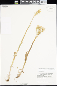 Senecio integerrimus var. exaltatus image