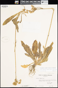 Senecio integerrimus var. exaltatus image