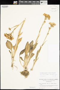 Senecio integerrimus image