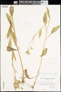 Senecio integerrimus var. exaltatus image