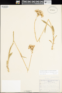 Senecio integerrimus var. exaltatus image