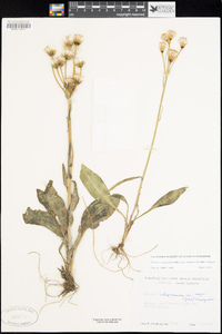 Senecio integerrimus var. exaltatus image