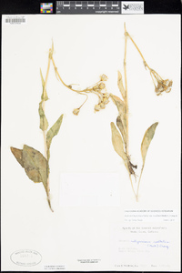 Senecio integerrimus image