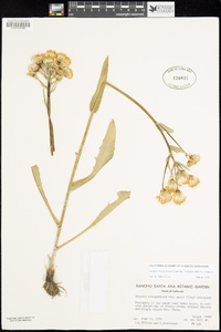 Senecio integerrimus image