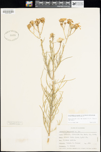 Senecio flaccidus image