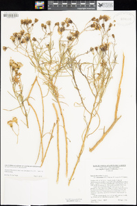 Senecio flaccidus image