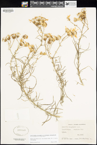 Senecio flaccidus image