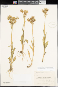 Senecio integerrimus image