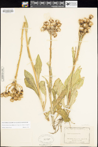 Senecio integerrimus var. major image