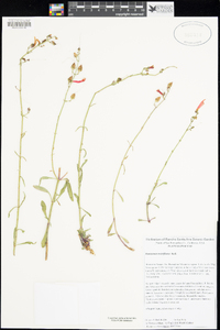 Penstemon rostriflorus image