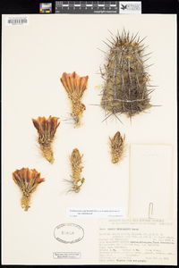 Echinocereus engelmannii image