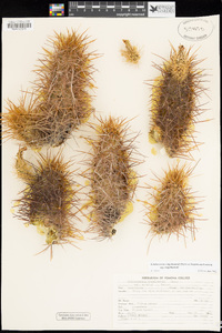 Echinocereus engelmannii var. engelmannii image