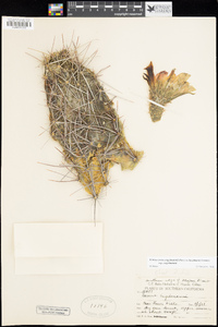 Echinocereus engelmannii var. engelmannii image