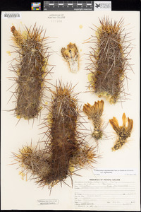 Echinocereus engelmannii image