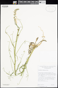 Sairocarpus coulterianus image