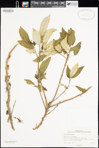 Fuchsia excorticata image