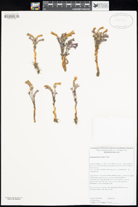 Orobanche fasciculata image