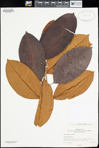 Image of Chrysophyllum cainito