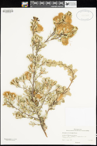 Image of Banksia sessilis