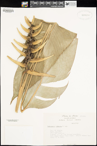 Image of Heliconia librata
