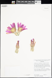 Echinocereus engelmannii image