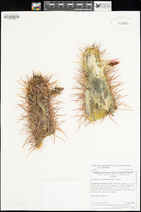 Echinocereus engelmannii image